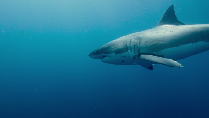 大白鲨濒危物种太平洋动物狩猎