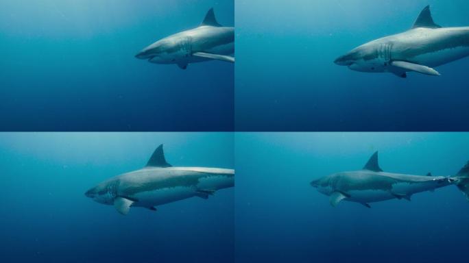 大白鲨濒危物种太平洋动物狩猎
