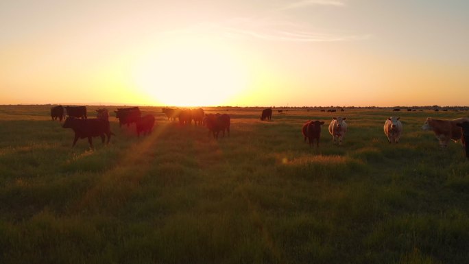 一群牛在草地上吃草