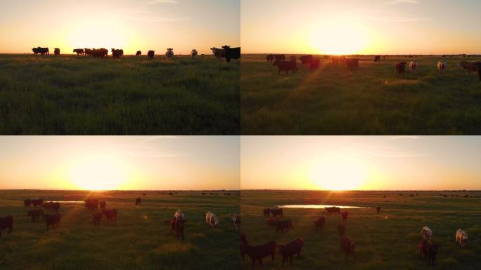 一群牛在草地上吃草