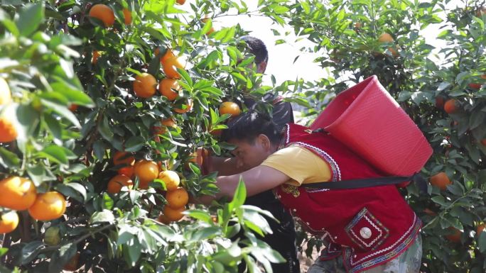 柑橘橙子果园水果农民丰收乡村乡村振兴农业