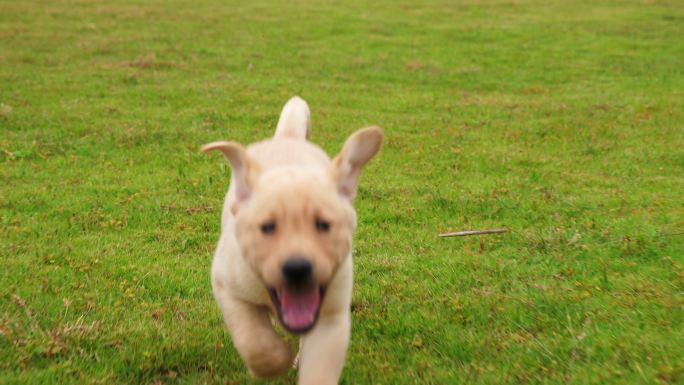 一只可爱的小狗拉布拉多在草原上奔跑