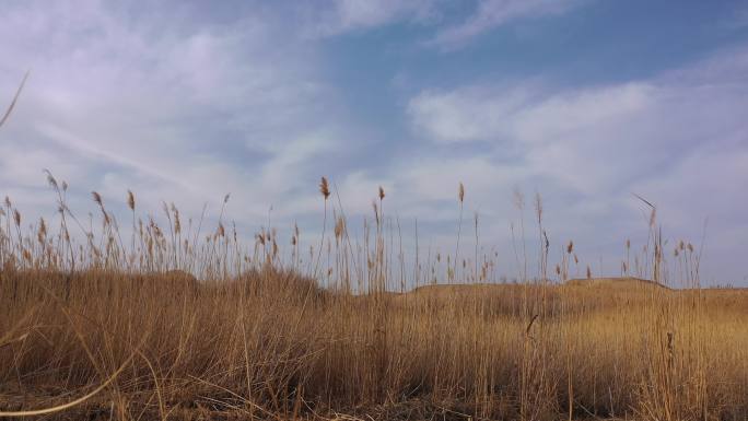 冬季湿地荒草