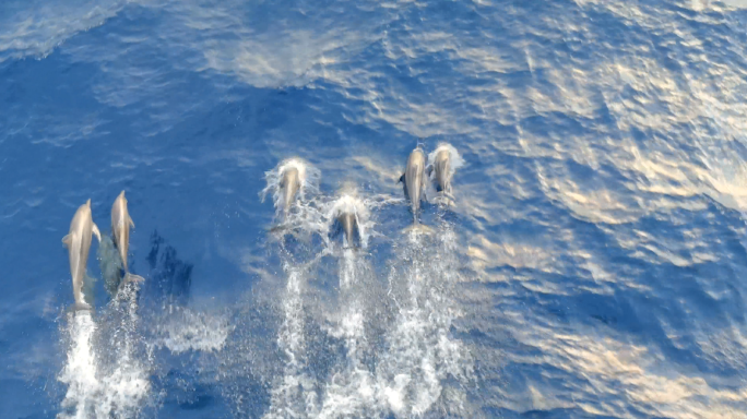 【4K】深海大洋中跳跃的海豚
