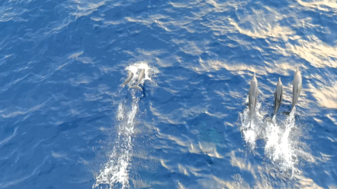 【4K】深海大洋中跳跃的海豚