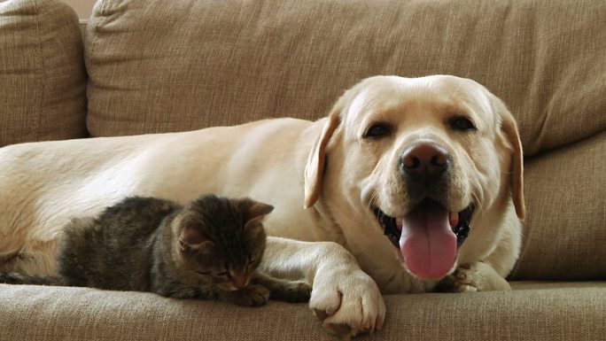 一只狗和一只猫窝在沙发上