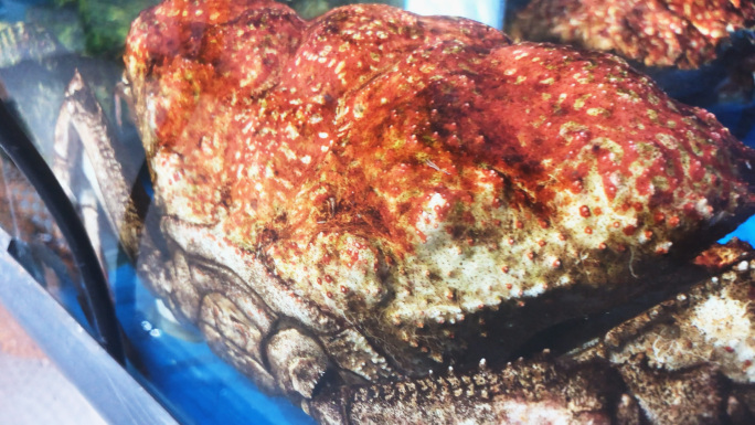【巨型】澳洲皇帝蟹