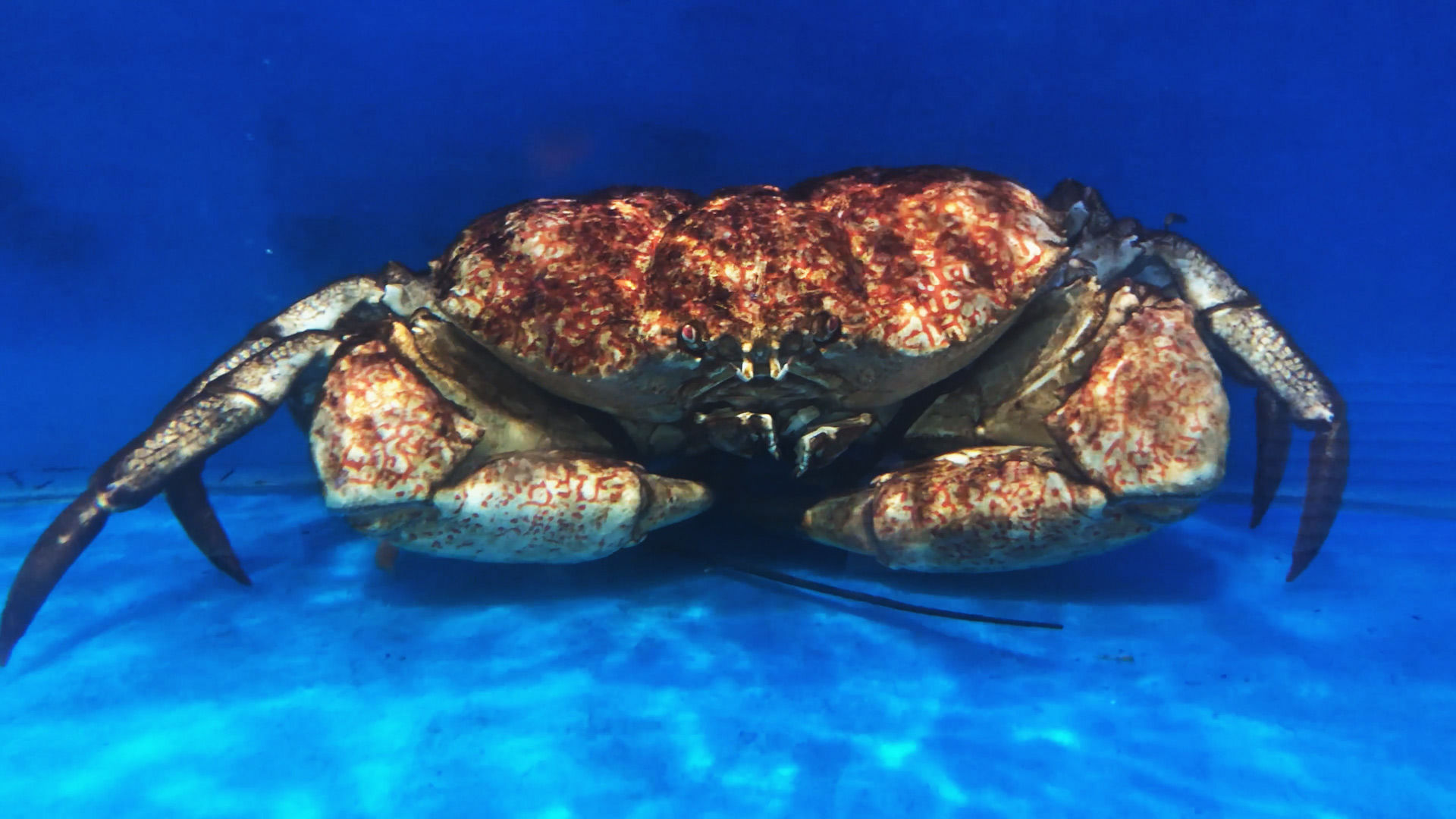 甘氏巨螯蟹 | 美麗海生物圖鑑 | 沖繩美麗海水族館 - 沖繩美麗海 世代相傳