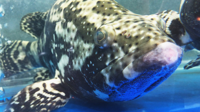 石斑鱼【巨型】石斑鱼