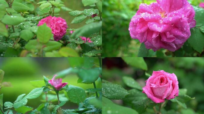 唯美春天风景下雨中蔷薇花花朵