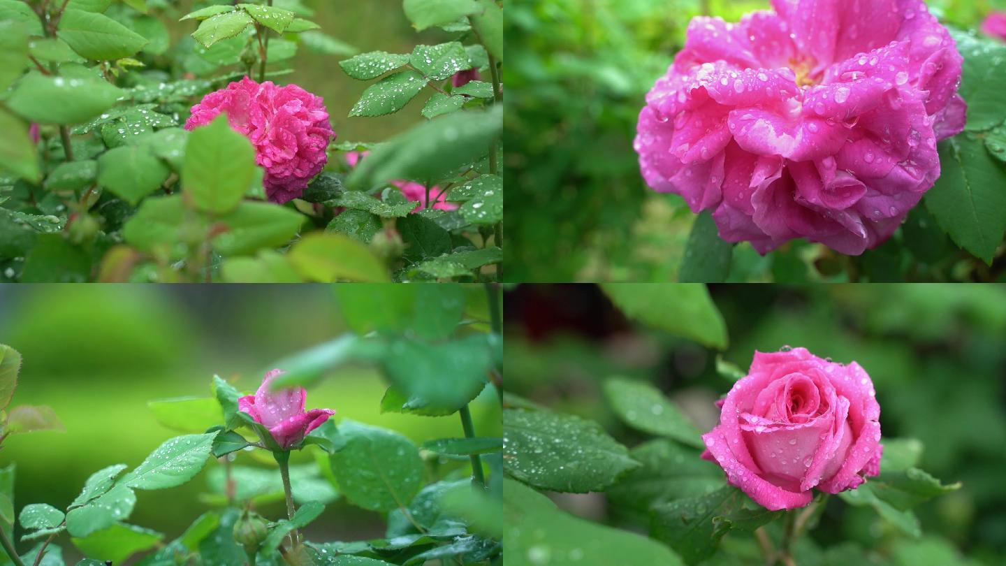 唯美春天风景下雨中蔷薇花花朵