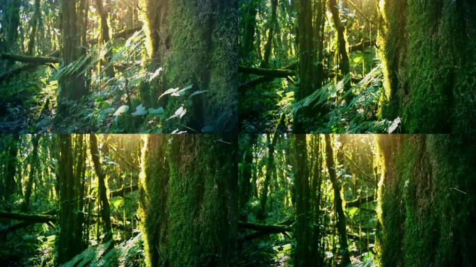 热带雨林的树木唯美树林原始森林