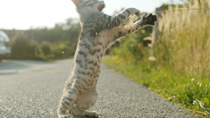 小猫玩树枝萌宠生活逗猫草温馨唯美