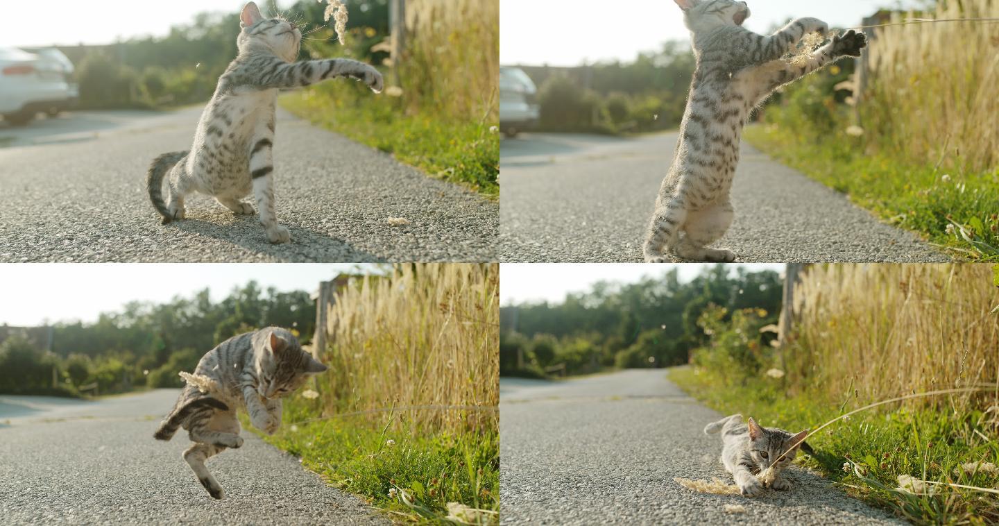 小猫玩树枝萌宠生活逗猫草温馨唯美