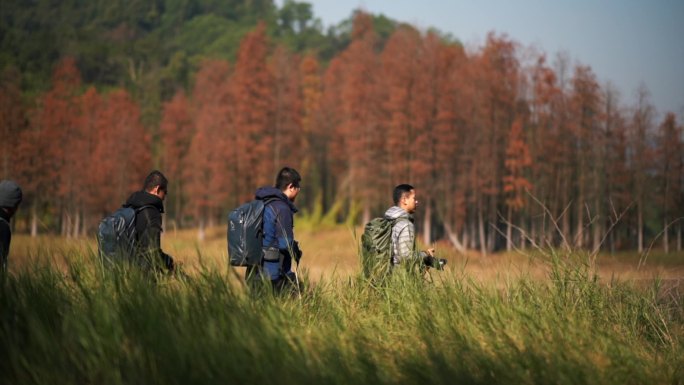 广东中山五桂山大竂冬日水杉林