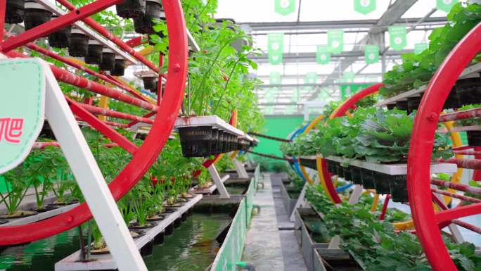 4K科技农业-乡村旅游-蔬菜温室大棚
