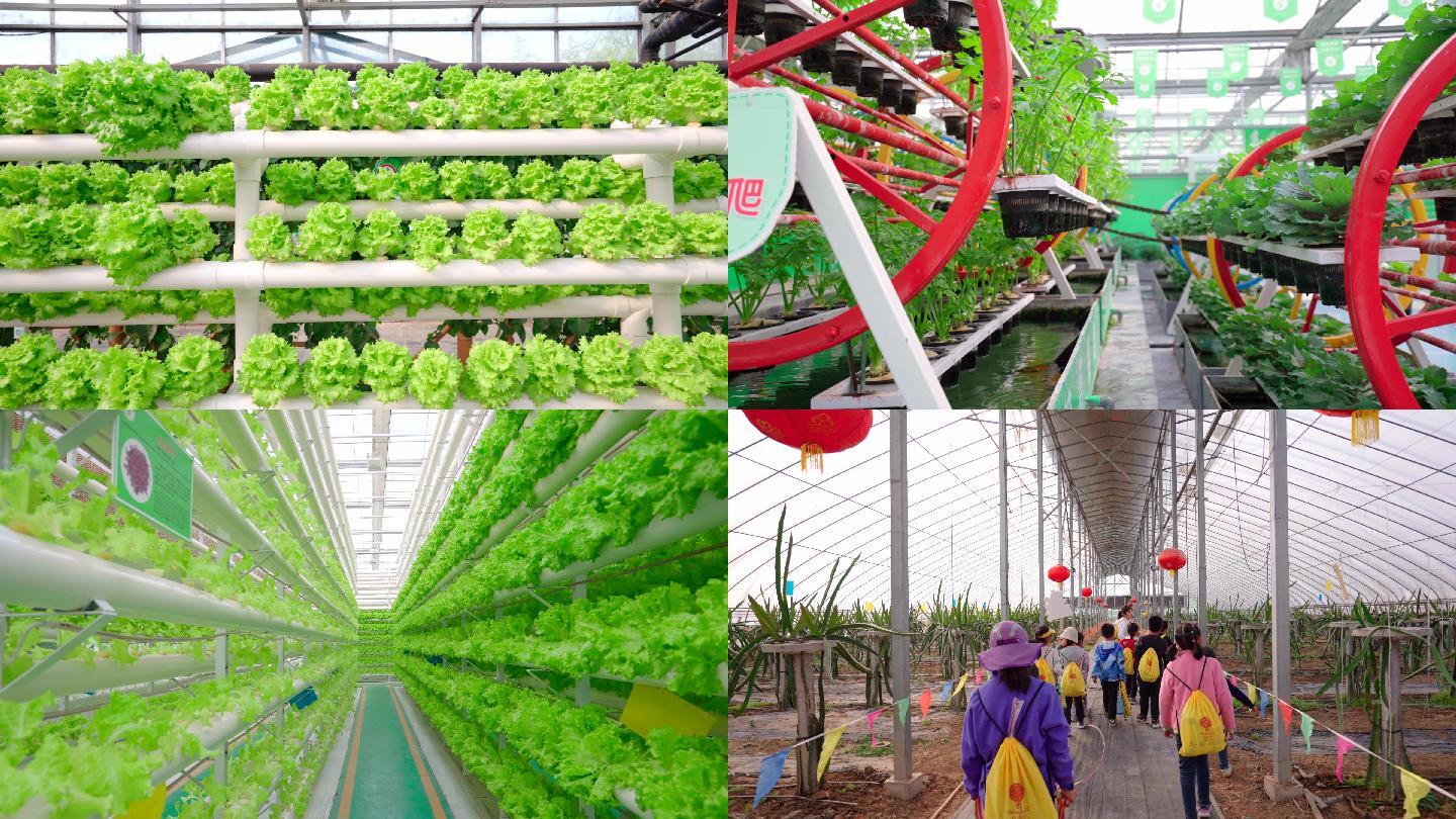 4K科技农业-乡村旅游-蔬菜温室大棚