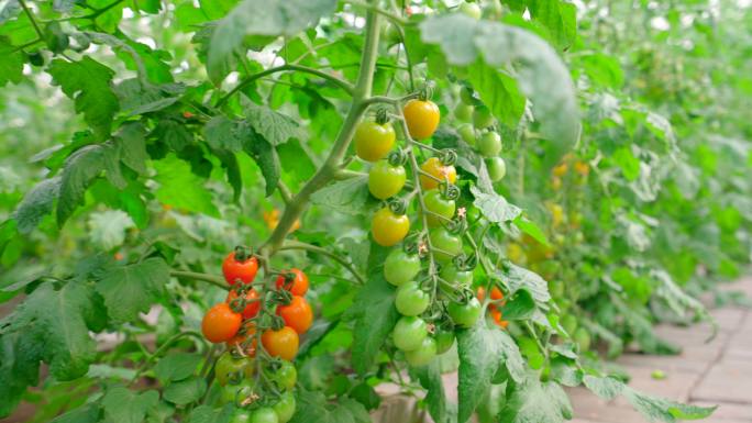4K小番茄-西红柿-圣女果-海南千禧