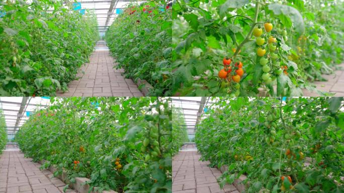 4K小番茄-西红柿-圣女果-海南千禧