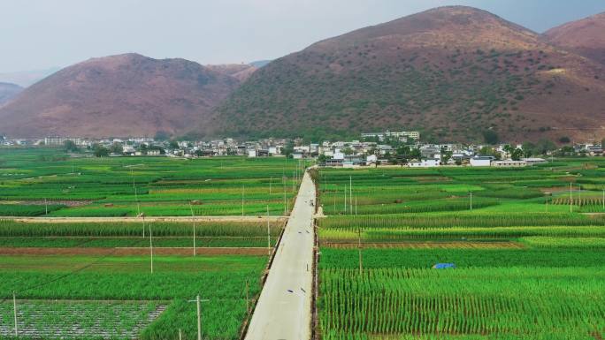 田野上的农村公路