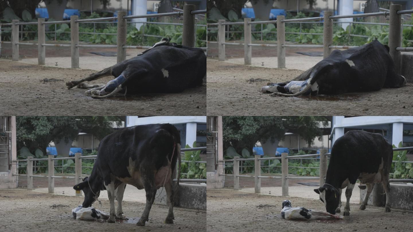 奶牛母牛产犊瞬间舔犊情深