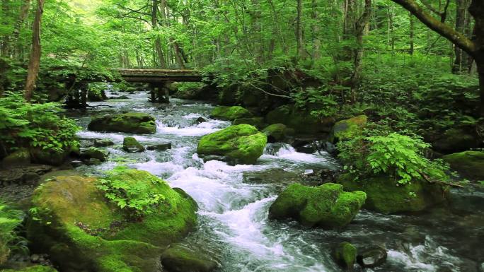 绿色的小溪静谧大自然野外森林森林美景