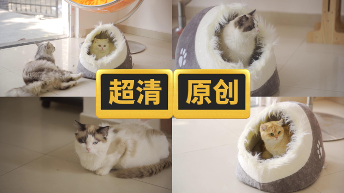 萌猫素材集