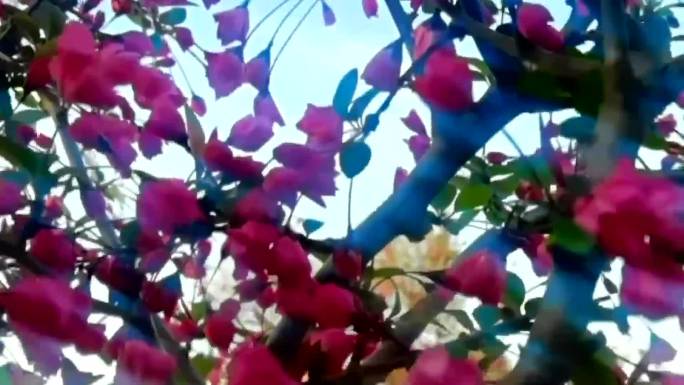 海棠花视频素材3段预览
