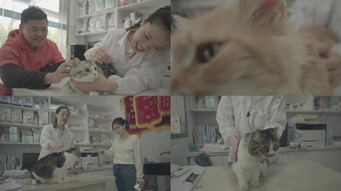 宠物医生宠物主逗猫宠物店猫和狗