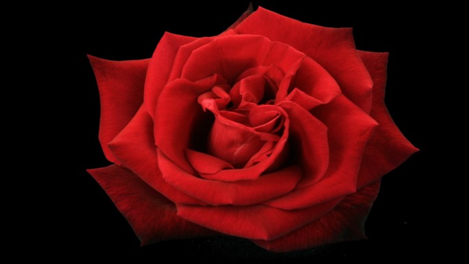 在黑色背景上盛开的红玫瑰