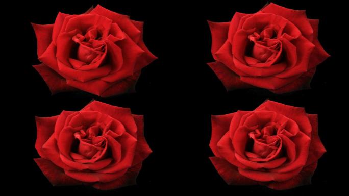 在黑色背景上盛开的红玫瑰