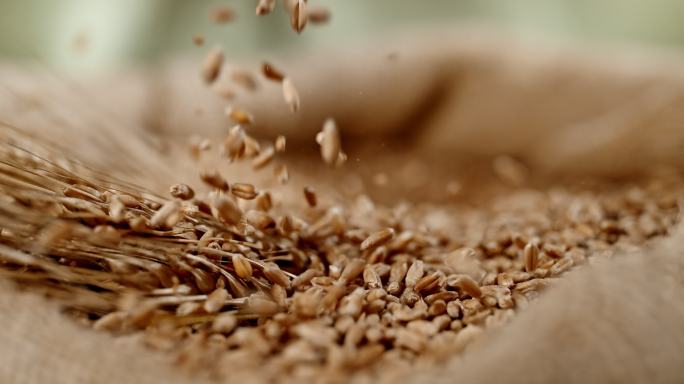 麦粒落入麦袋4K微距拍摄升格慢动作麦子粗