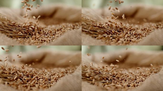 麦粒落入麦袋4K微距拍摄升格慢动作麦子粗