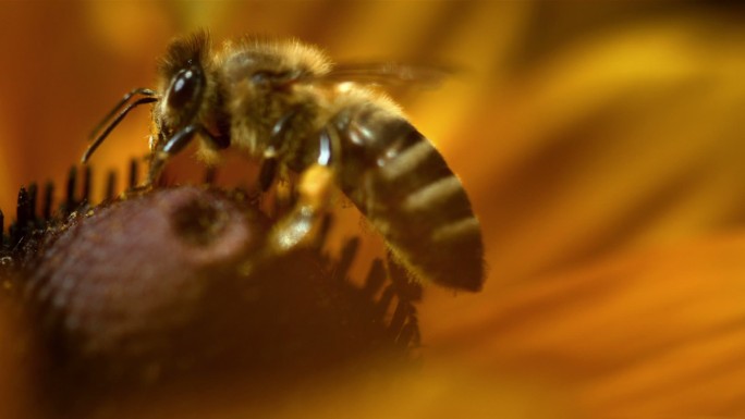 蜜蜂采集花粉的宏镜头