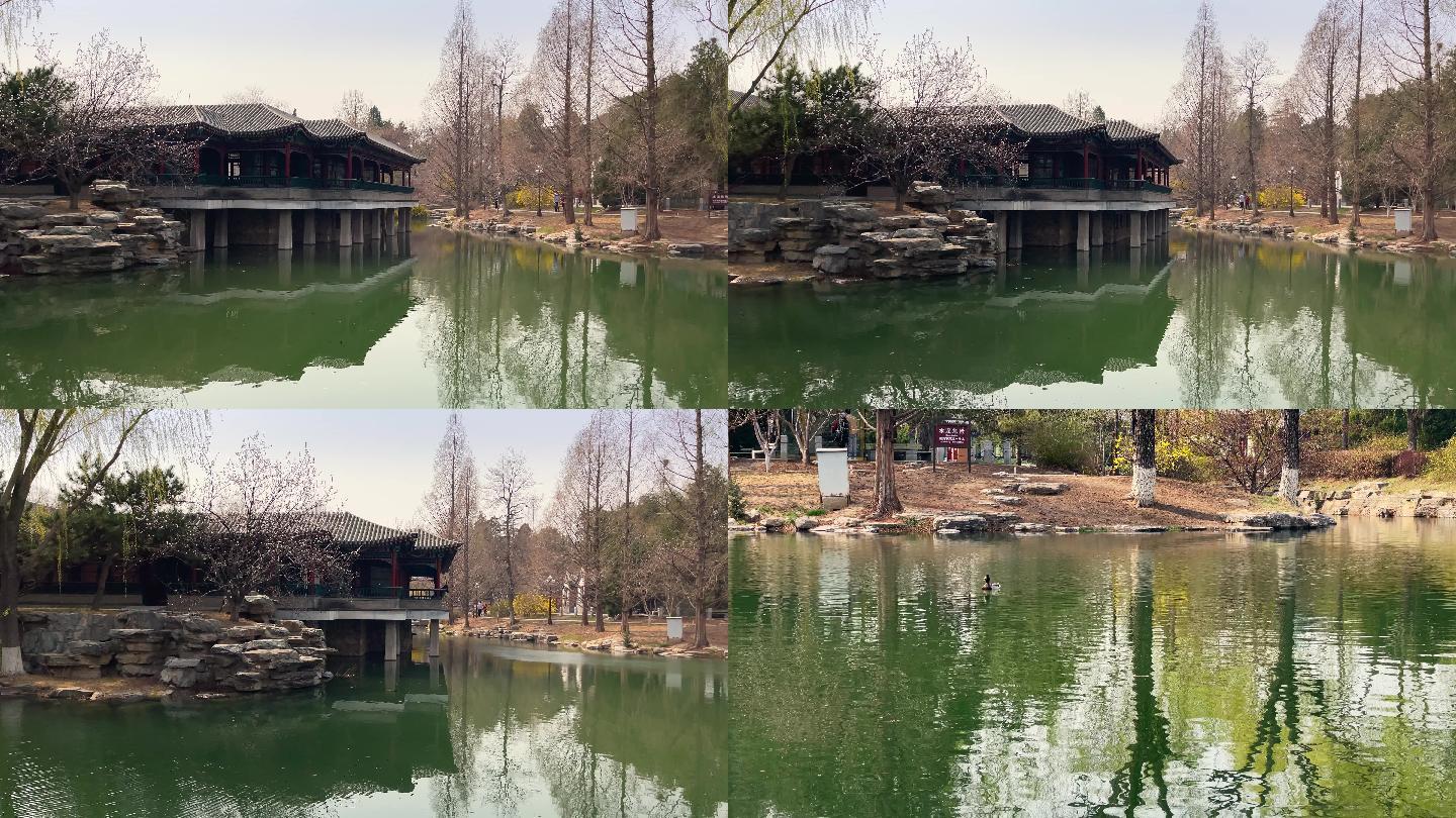 原创拍摄北京中山公园春天景色