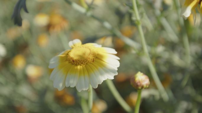 【6K原创视频】野菊花开花延时摄影