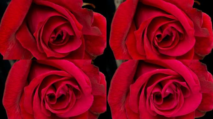 盛开的红玫瑰情人节订婚象征
