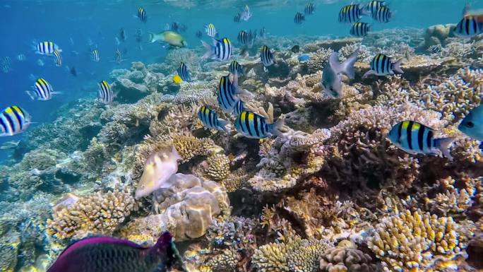 马尔代夫珊瑚礁咸水鱼浮潜主要海洋