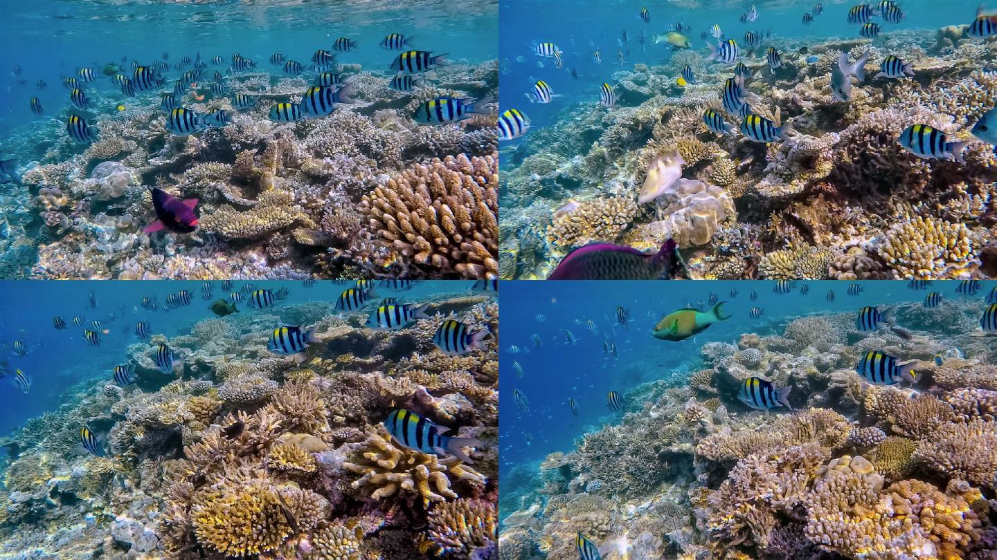 马尔代夫珊瑚礁咸水鱼浮潜主要海洋