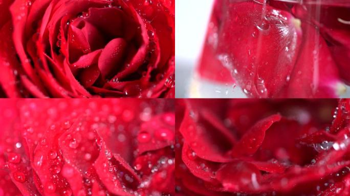 水嫩嫩的红玫瑰
