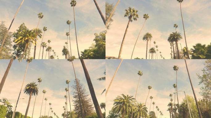 街道两旁高大的棕榈树
