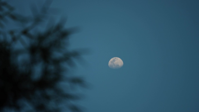 夜幕降临傍晚树影月亮风景4k视频素材