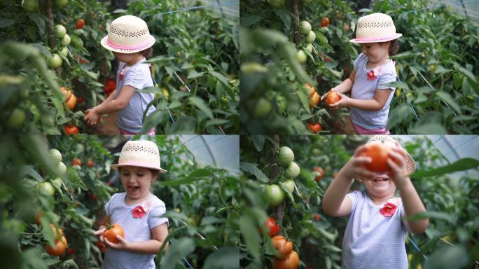 可爱的小女孩摘西红柿
