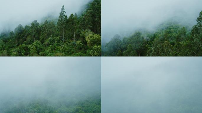 雾林鸟瞰图上面水雨林