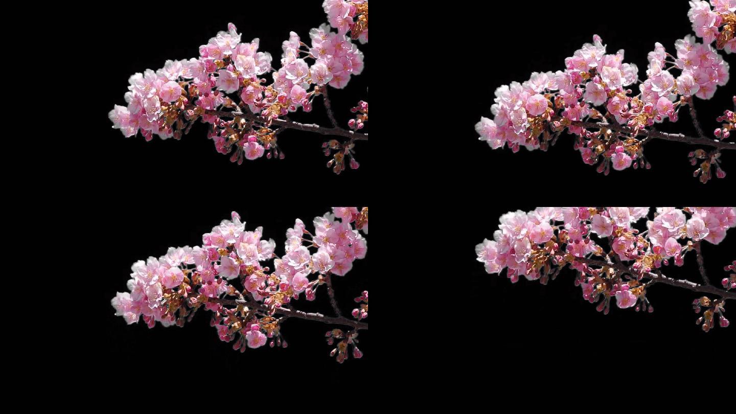 桃花 3840x2160 高清视频素材下载 编号 影视包装 Vj师网www Vjshi Com