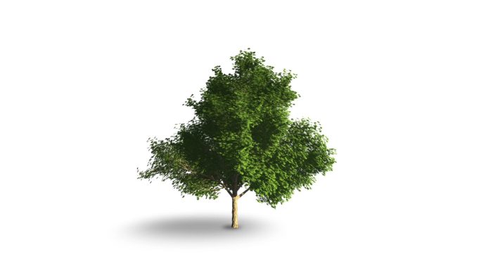 幼树的生长抠像气候变化发展灵性