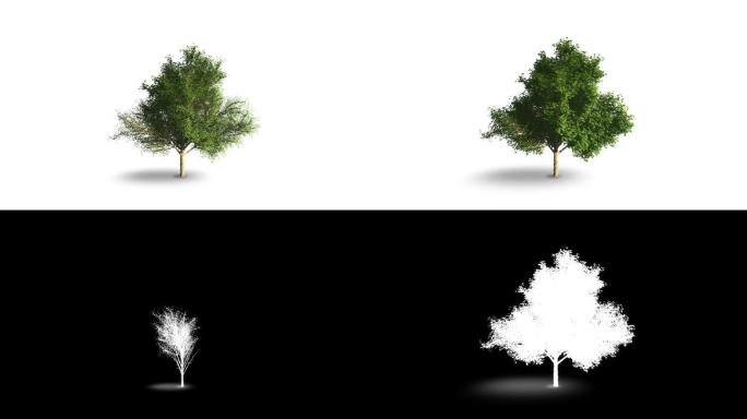 幼树的生长抠像气候变化发展灵性