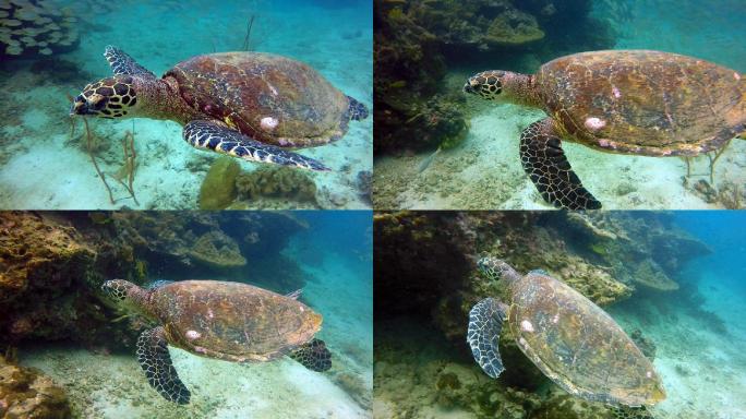 深海海龟特写热带气候视频