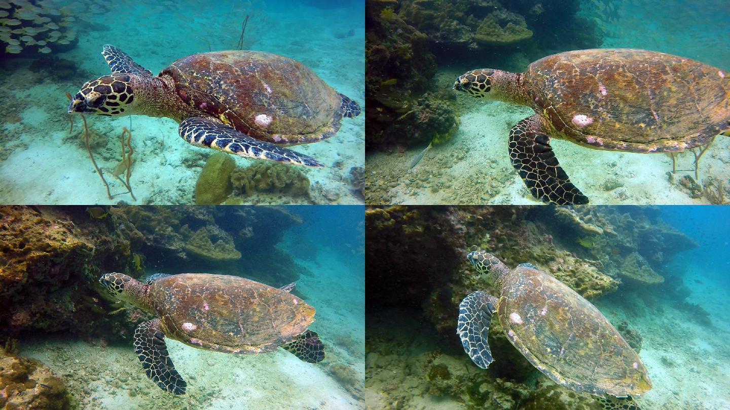 深海海龟特写热带气候视频