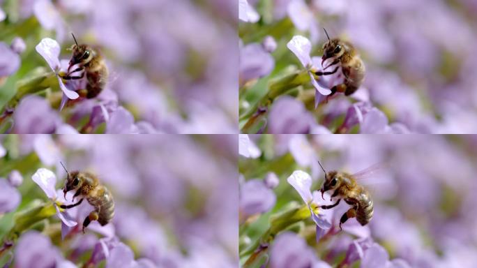 蜜蜂在花上采集花粉